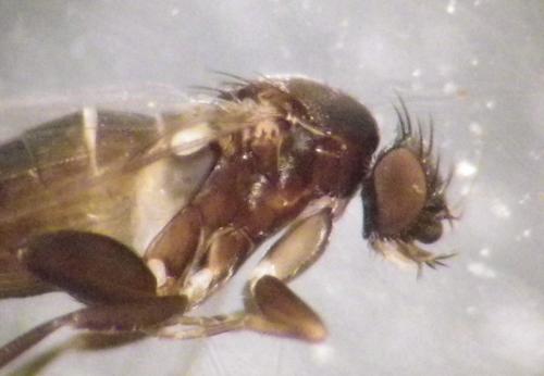 Megaselia sp.